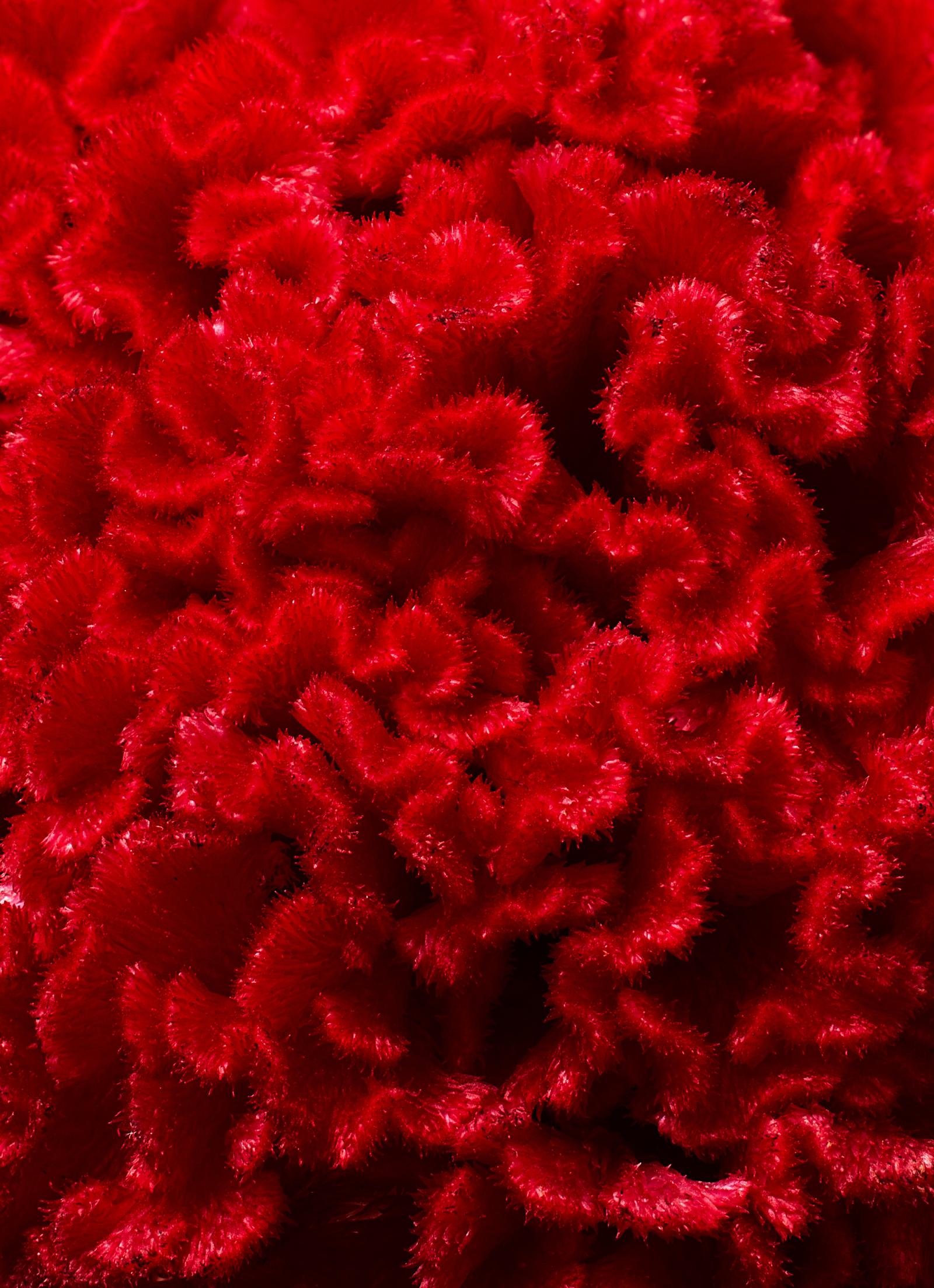 A close-up of a red, fluffy, synthetic material resembling a wetsuit.