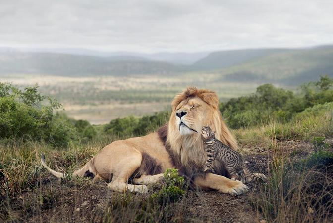 A lion is lying in the savannah, with a small kitten on its chest, both looking up at the sky.