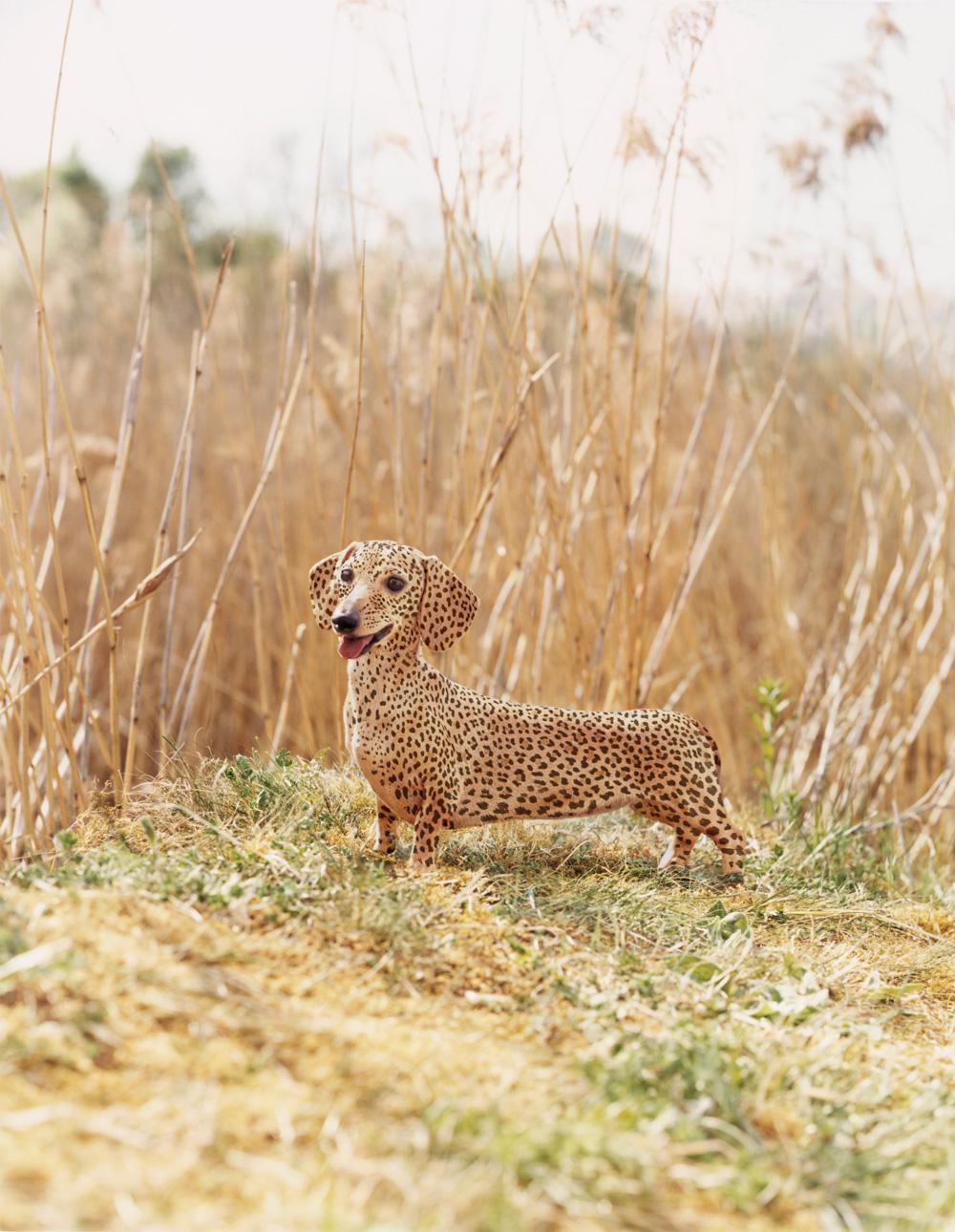A dachshund with a dalmatian-like coat pattern is standing in a field of tall, golden grass.