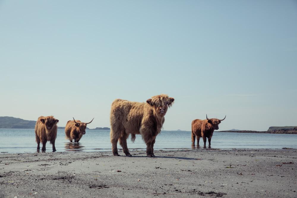 Highland cattle stand on a beach with ocean and distant island in the background.