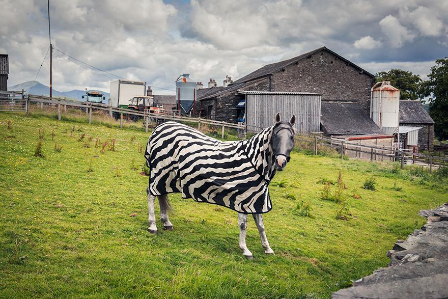 A horse wearing a zebra-print blanket in a field with a barn and mountains in the background.
