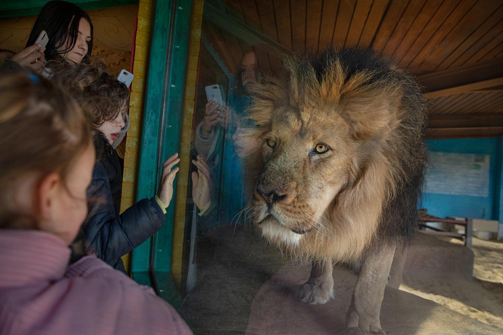 A crowd of people, including children, are watching a lion through a glass or transparent barrier, likely at a zoo or wildlife park.