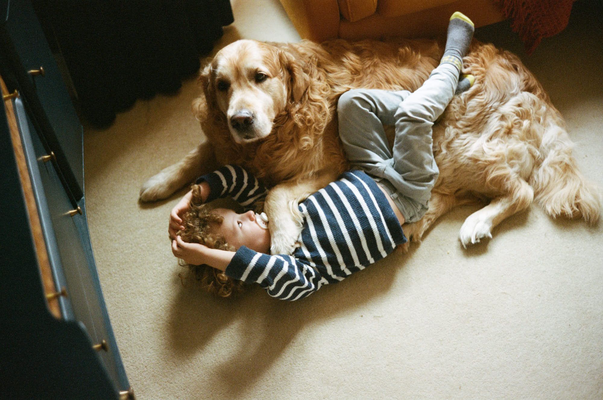 A young child is lying on the floor, hugging a large golden retriever. The child is smiling, and the dog is looking directly at the camera, both seemingly enjoying the moment.