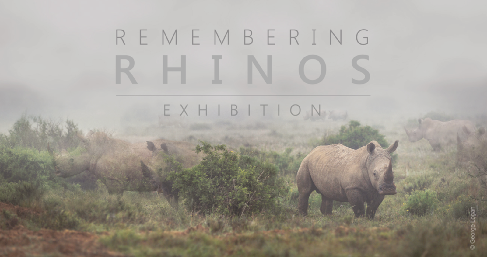 A group of rhinos in a grassy field, with one rhino in the foreground and others in the background.