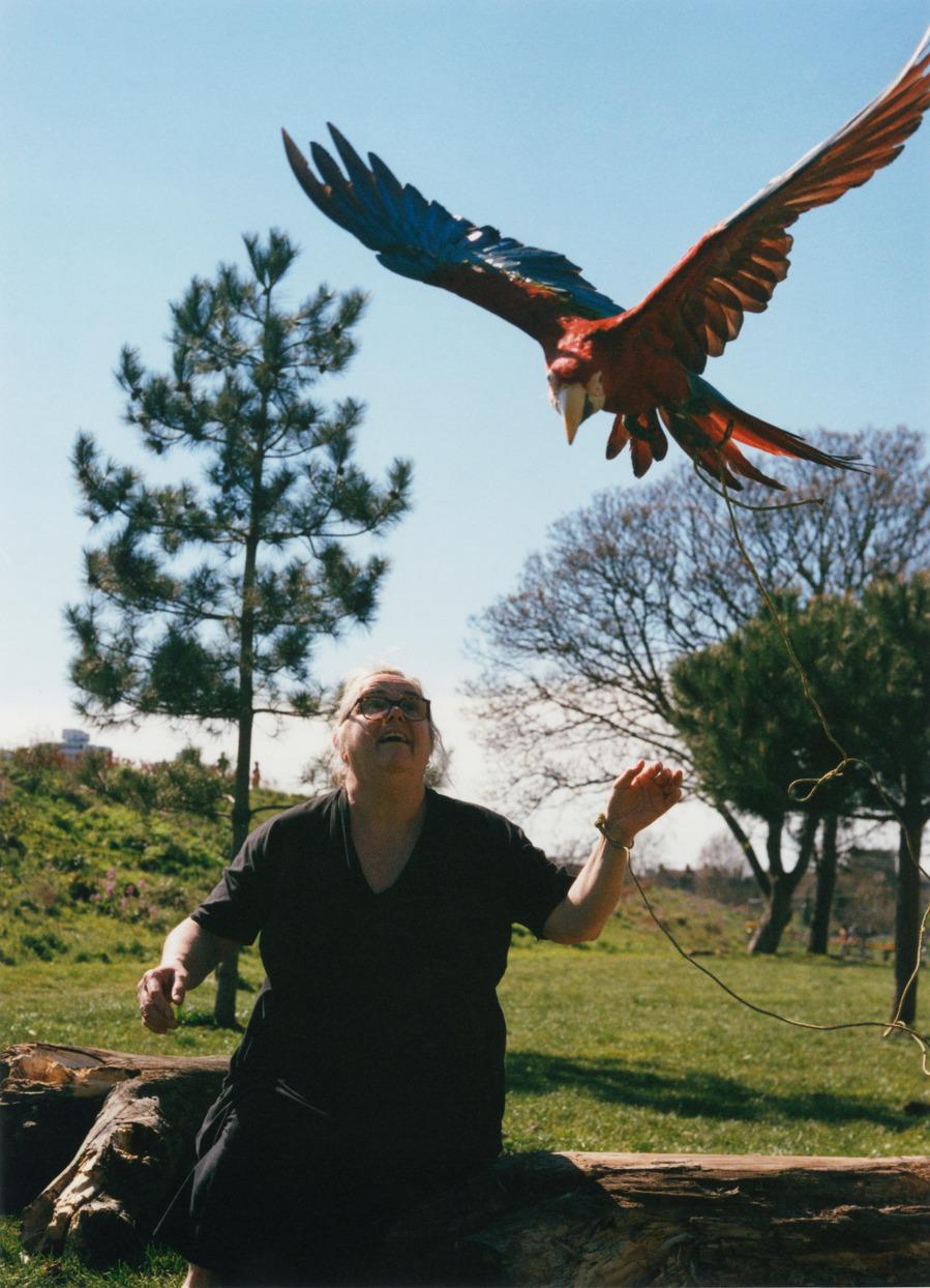 A woman in a black dress is sitting on a log in a park, with a large red and blue parrot flying above her, its wings spread wide.