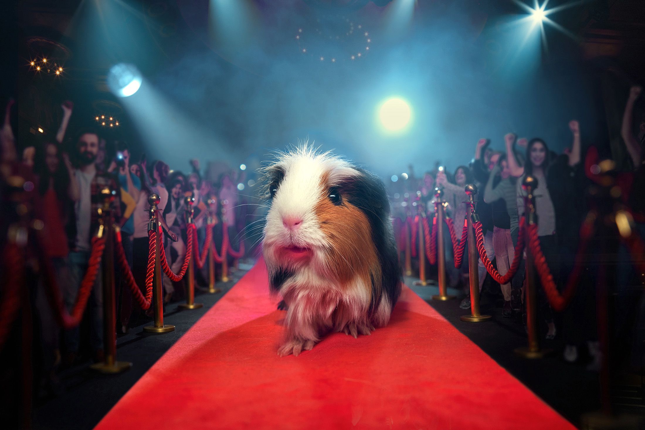A guinea pig on a red carpet, surrounded by a crowd of people and red ropes.