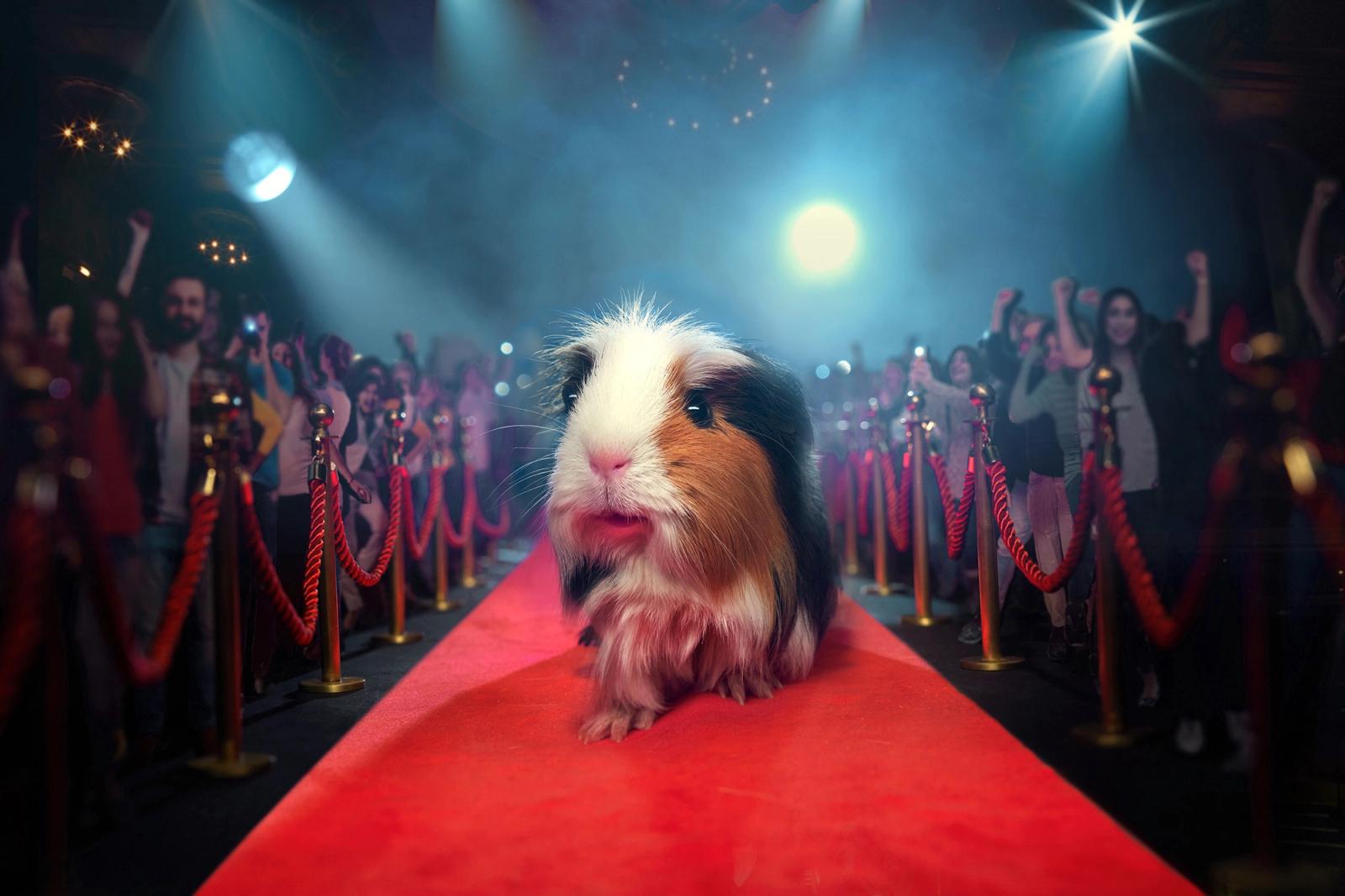 A guinea pig on a red carpet, surrounded by a crowd of people and red ropes.
