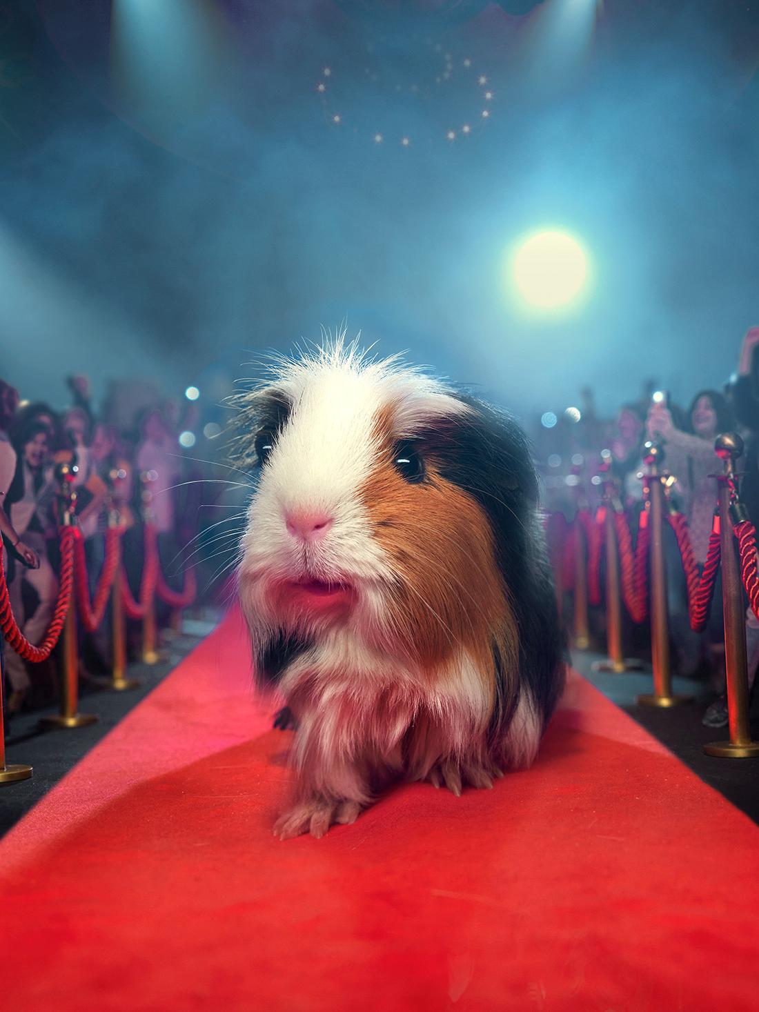 A guinea pig on a red carpet, surrounded by a crowd of people and red ropes.