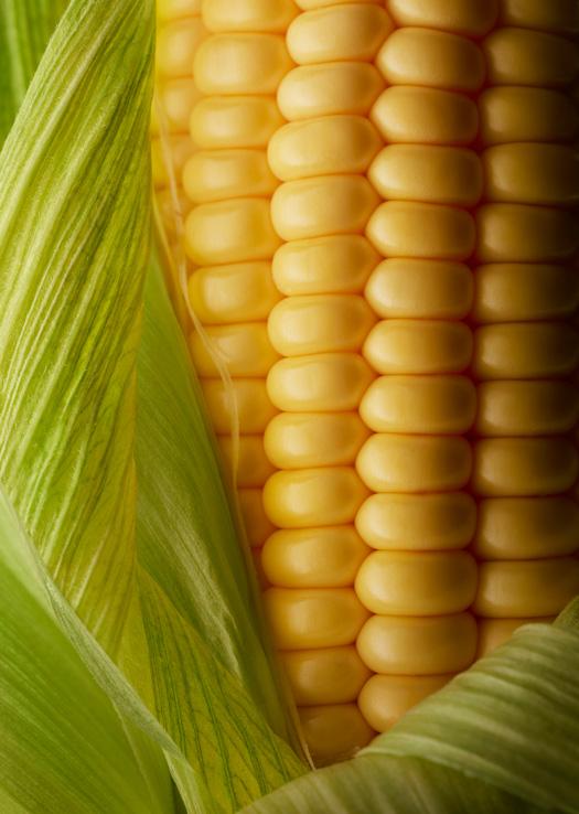 A close-up of a single ear of corn, with the husk and leaves visible.