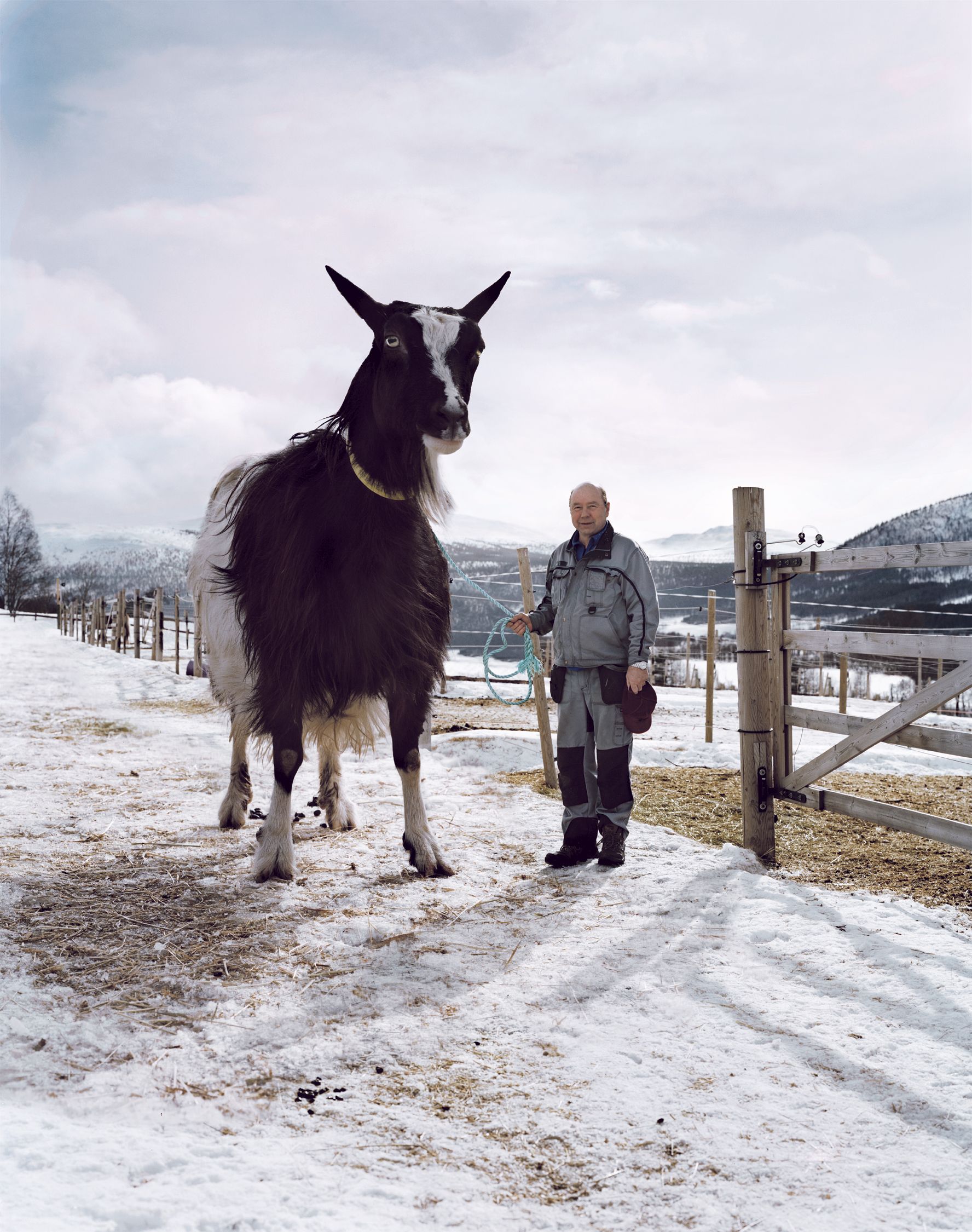 A man in a grey and black winter coat and hat is standing in a snowy field, holding a blue and white rope, with a large black and white goat standing next to him.