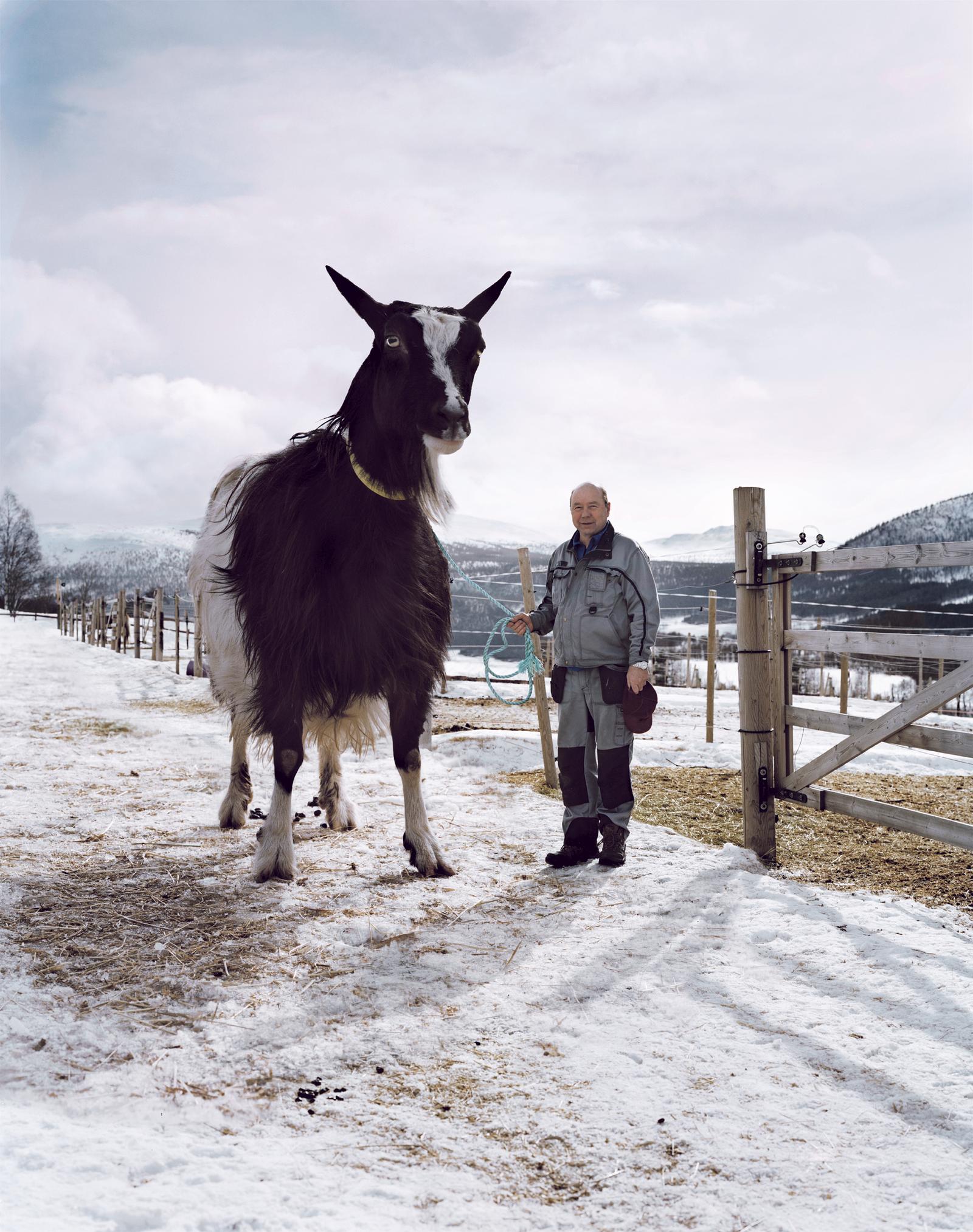 A man in a grey and black winter coat and hat is standing in a snowy field, holding a blue and white rope, with a large black and white goat standing next to him.