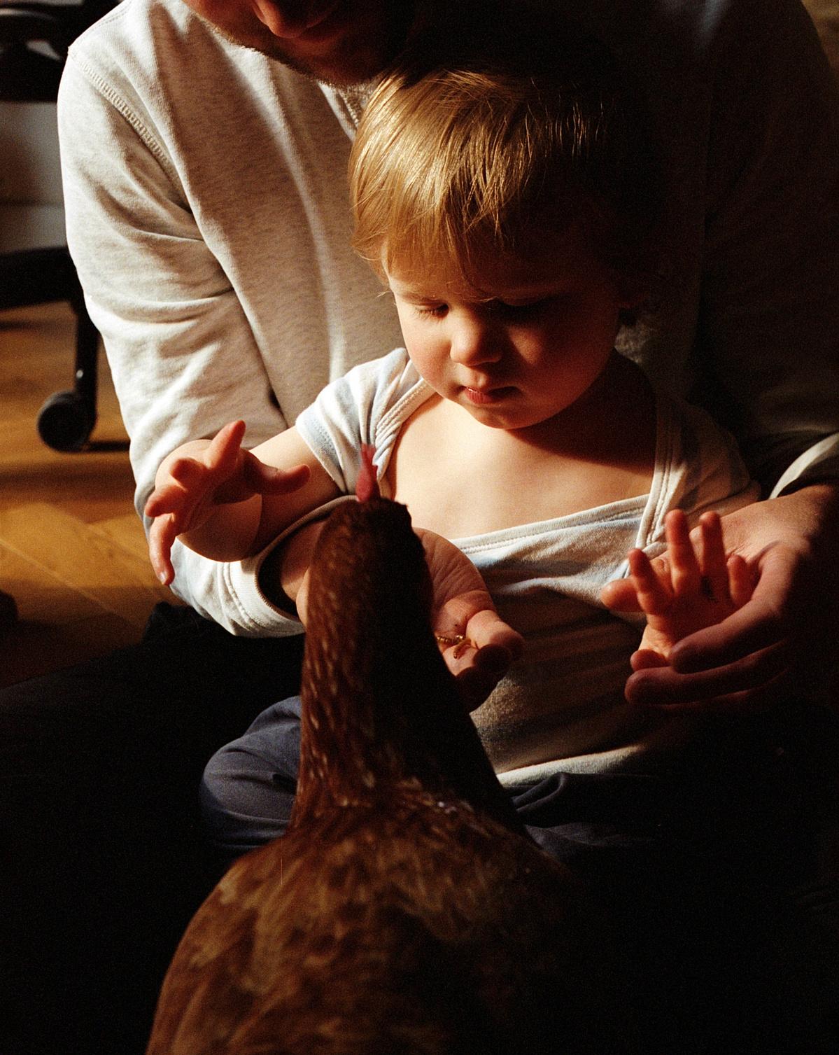A young child is sitting on an adult's lap, reaching out to touch a brown chicken's head.