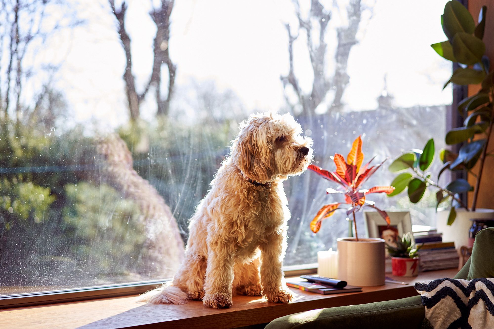 A dog sitting on a windowsill, looking out at a garden or park.