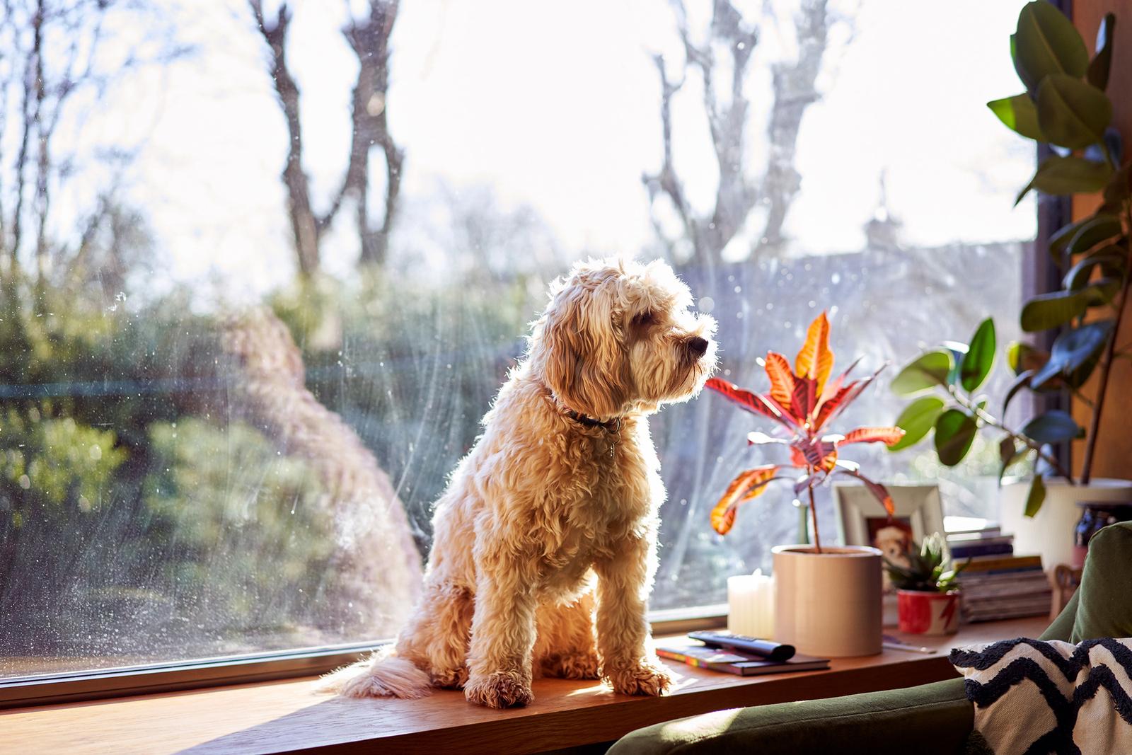 A dog sitting on a windowsill, looking out at a garden or park.