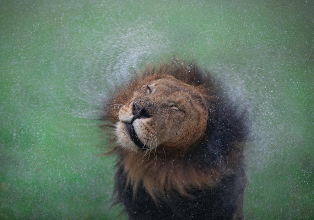 A male lion roars in the wild.