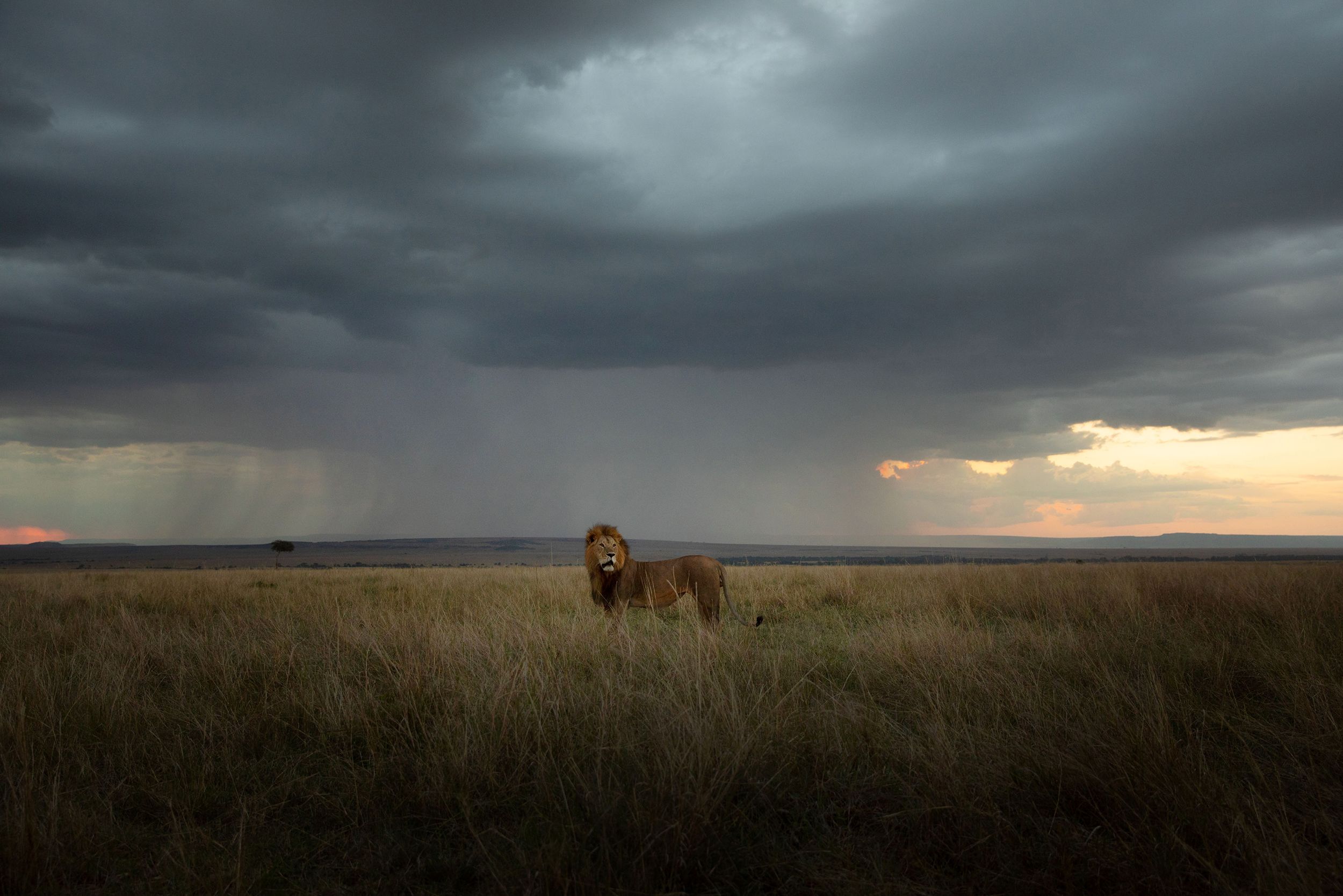 A majestic male lion standing in a savannah grassland, under a dramatic and stormy sky.