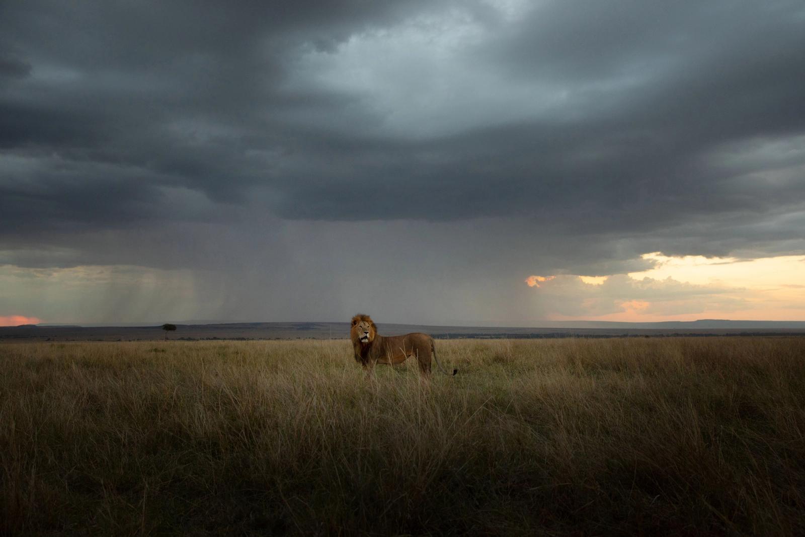 A majestic male lion standing in a savannah grassland, under a dramatic and stormy sky.