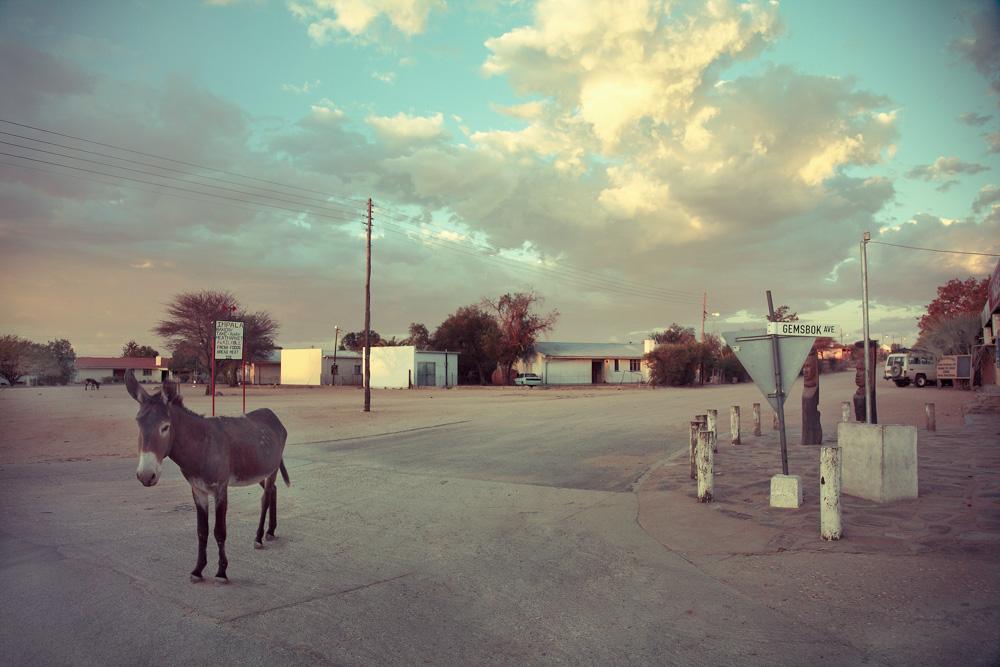 A donkey is standing on a road in a desert-like environment, with a few buildings and trees in the background.