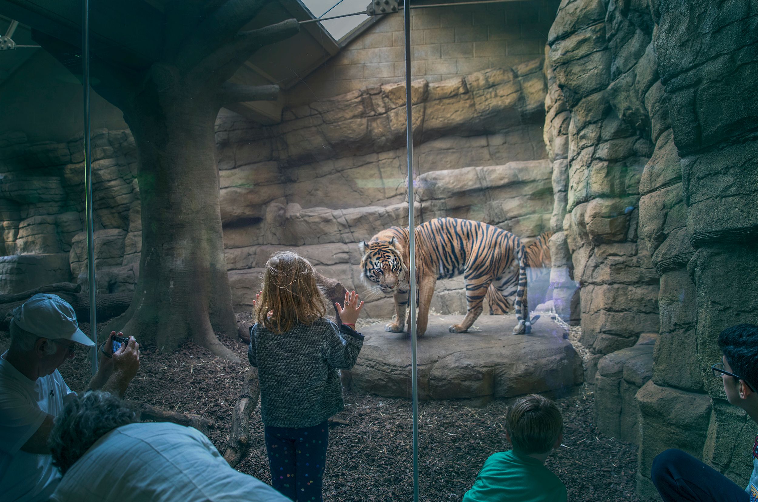 A group of people, including children, are watching a tiger in a zoo or wildlife park, likely through a glass or metal barrier.