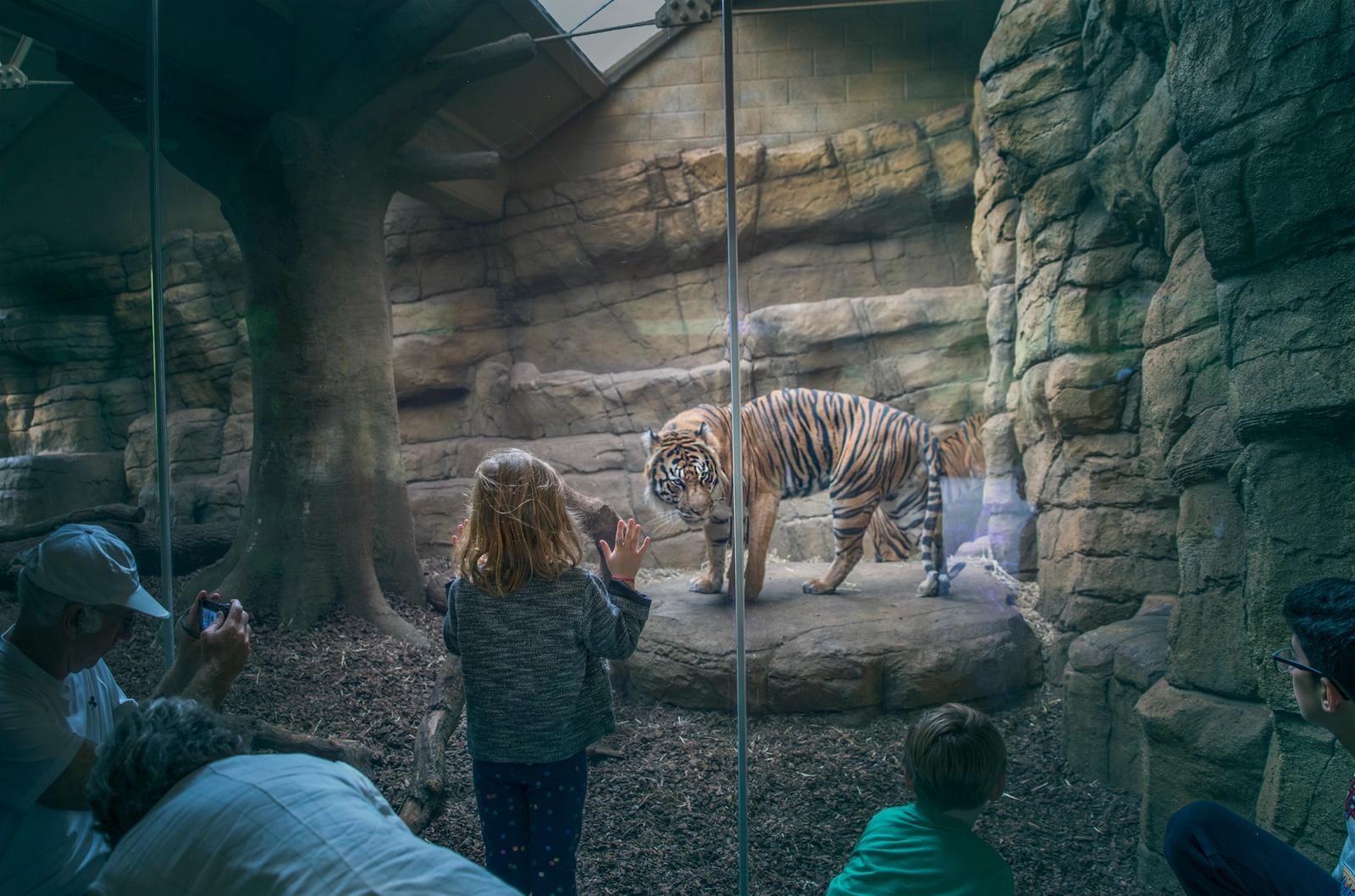 A group of people, including children, are watching a tiger in a zoo or wildlife park, likely through a glass or metal barrier.