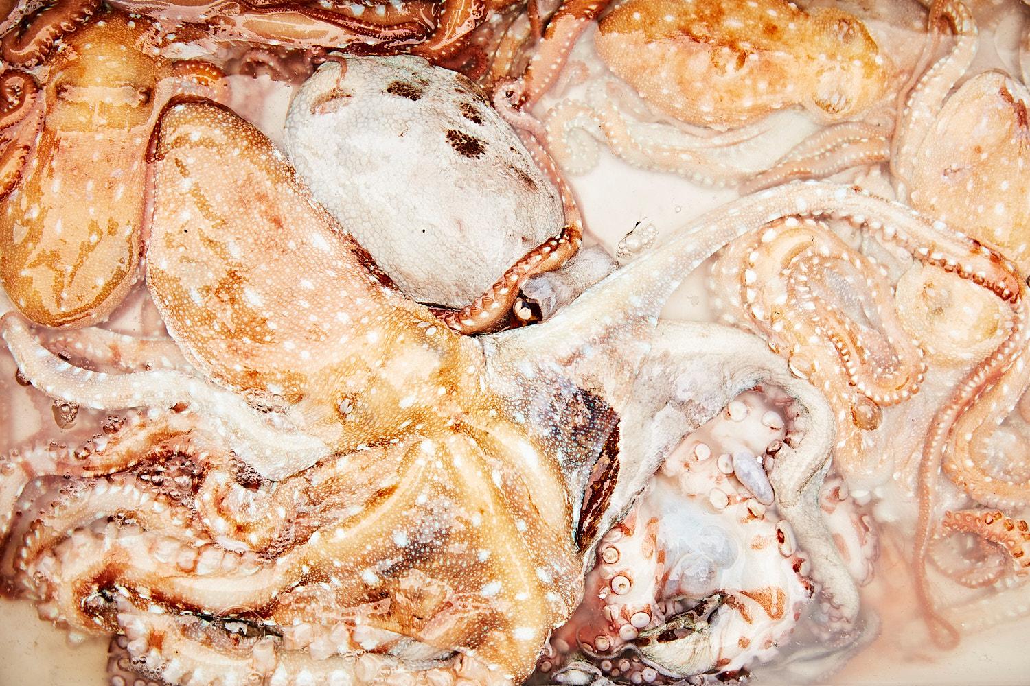 A close-up of a large, white, and brown octopus in a tank, with its tentacles and eyes visible.