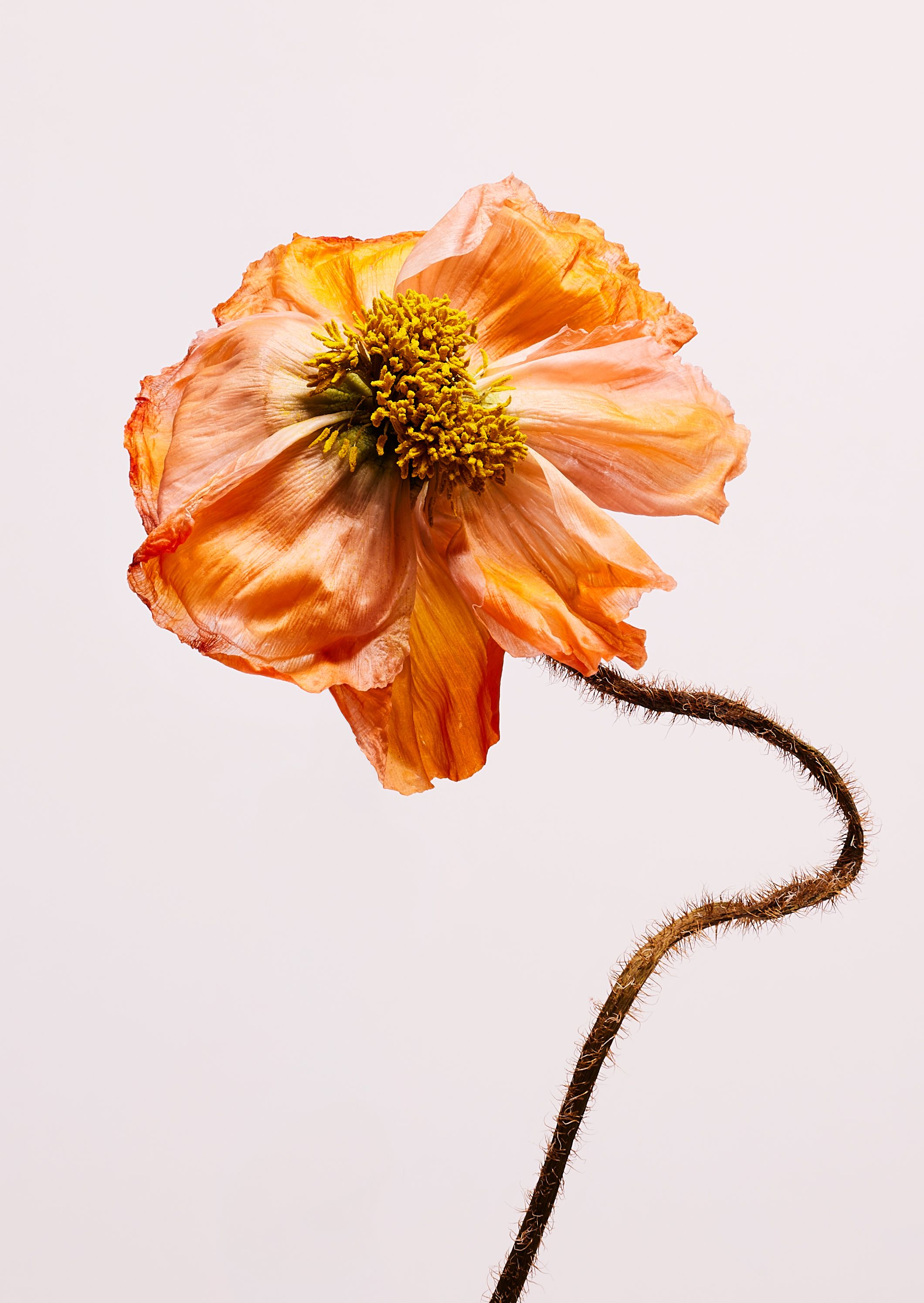 A single, delicate, orange-pink poppy flower with a long, curved, hairy stem.