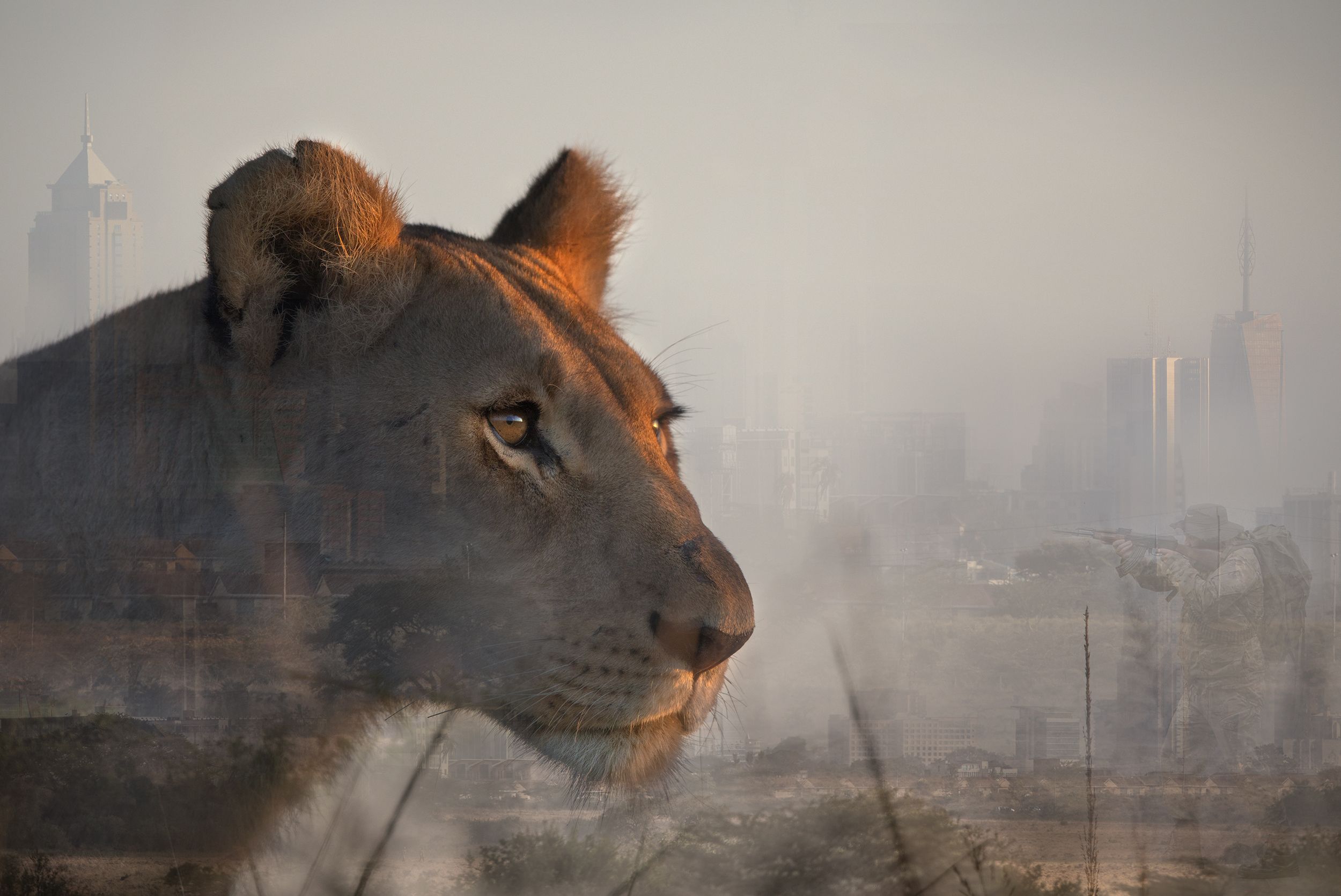 A city skyline with a lioness in the foreground, looking out over the city.