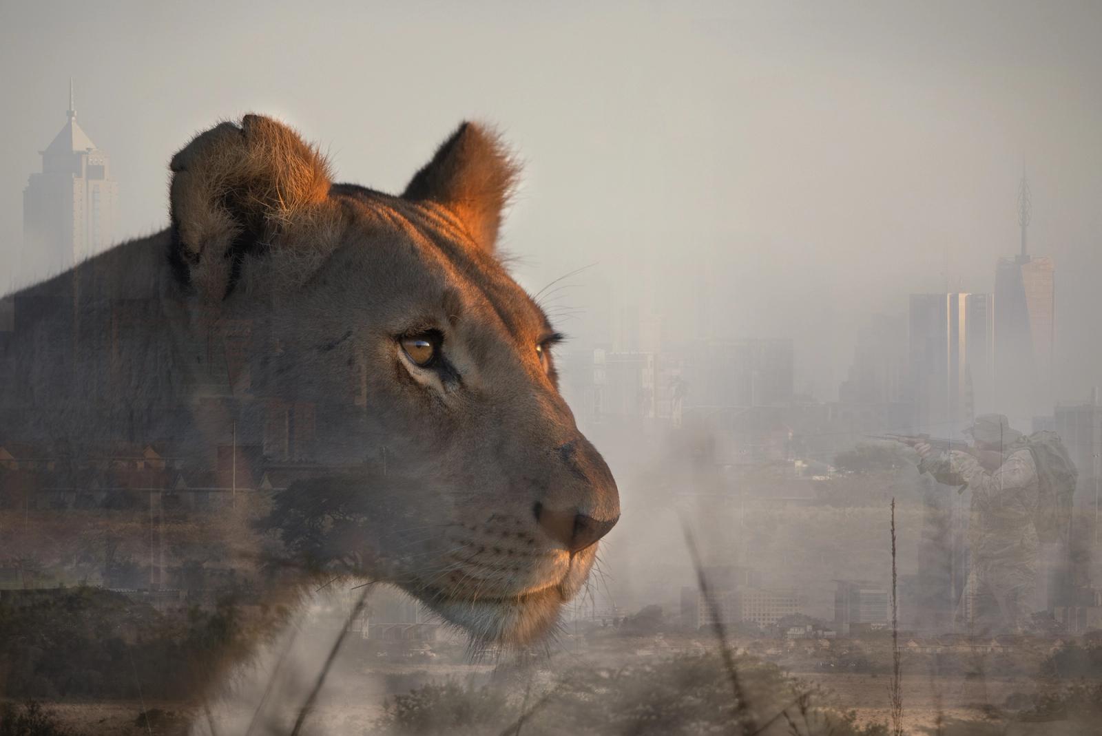 A city skyline with a lioness in the foreground, looking out over the city.