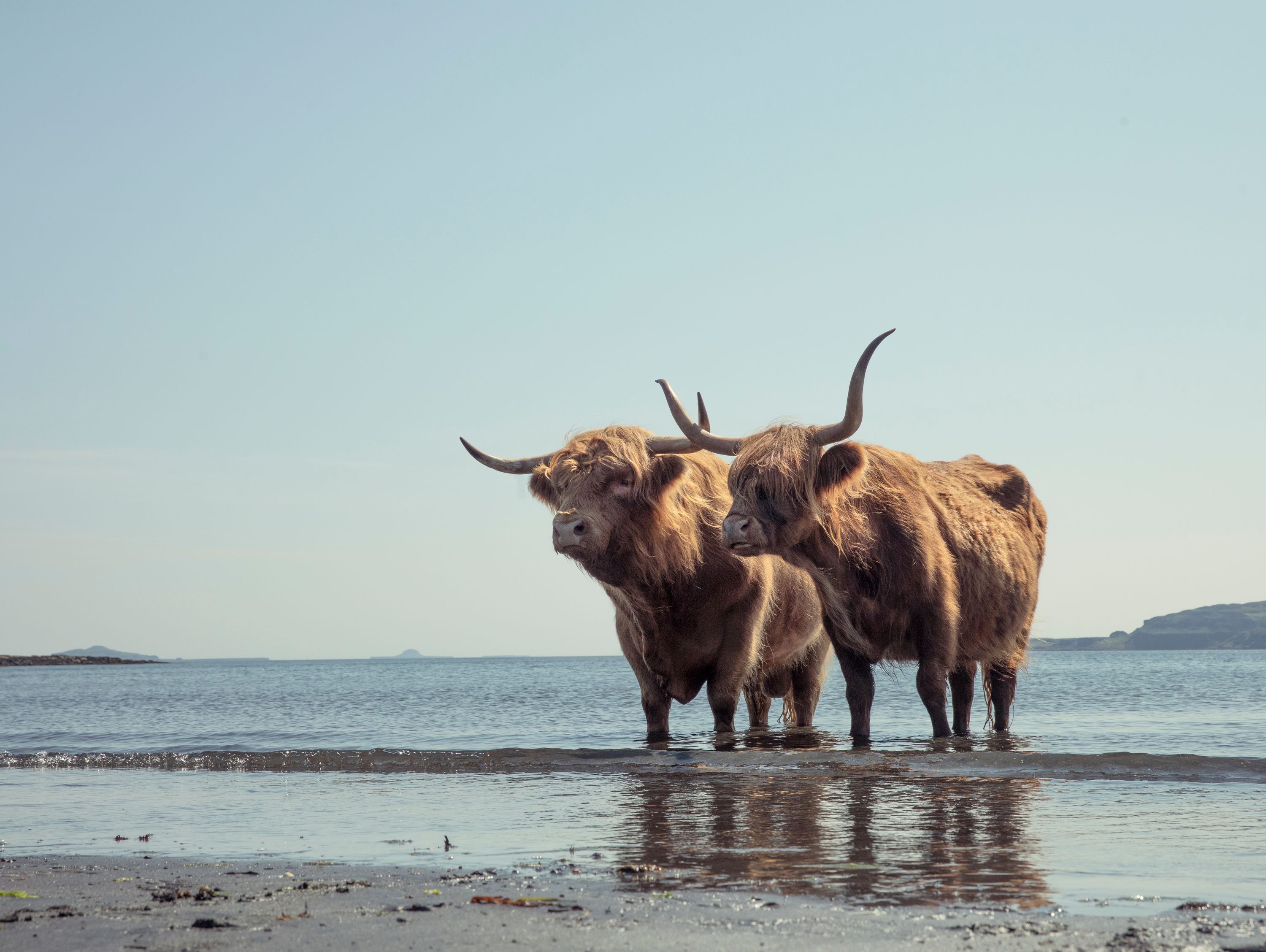 Two large, shaggy, brown cattle with curved horns standing in the shallow water of a beach, with the ocean and sky in the background.
