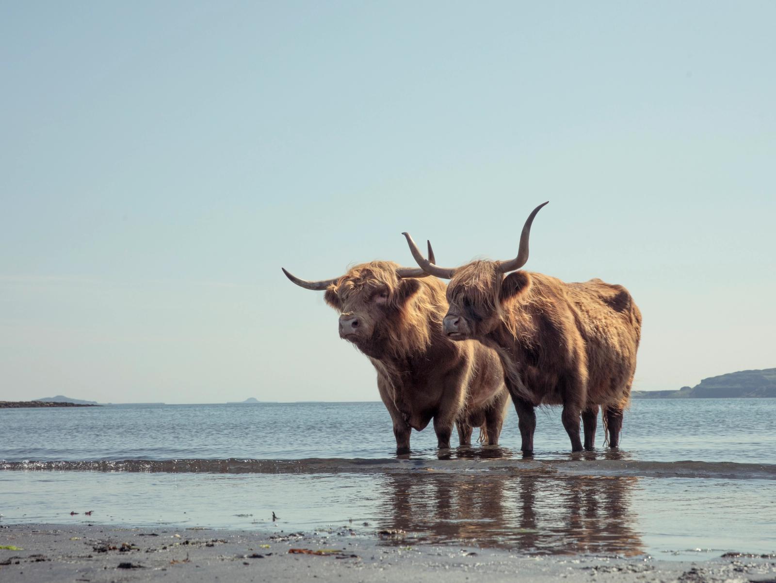 Two large, shaggy, brown cattle with curved horns standing in the shallow water of a beach, with the ocean and sky in the background.