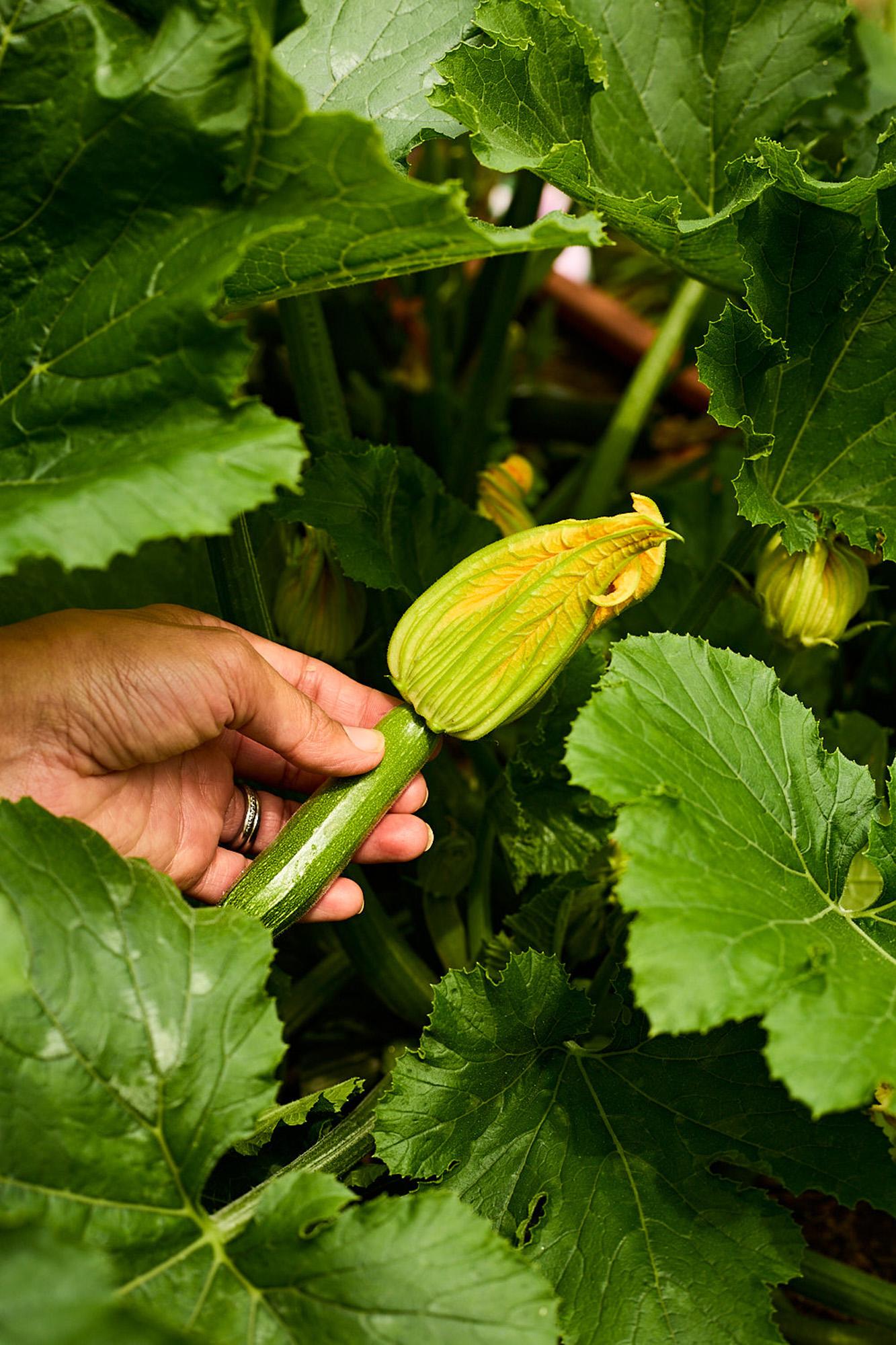 A hand holds a small, unripe zucchini in a lush green garden.