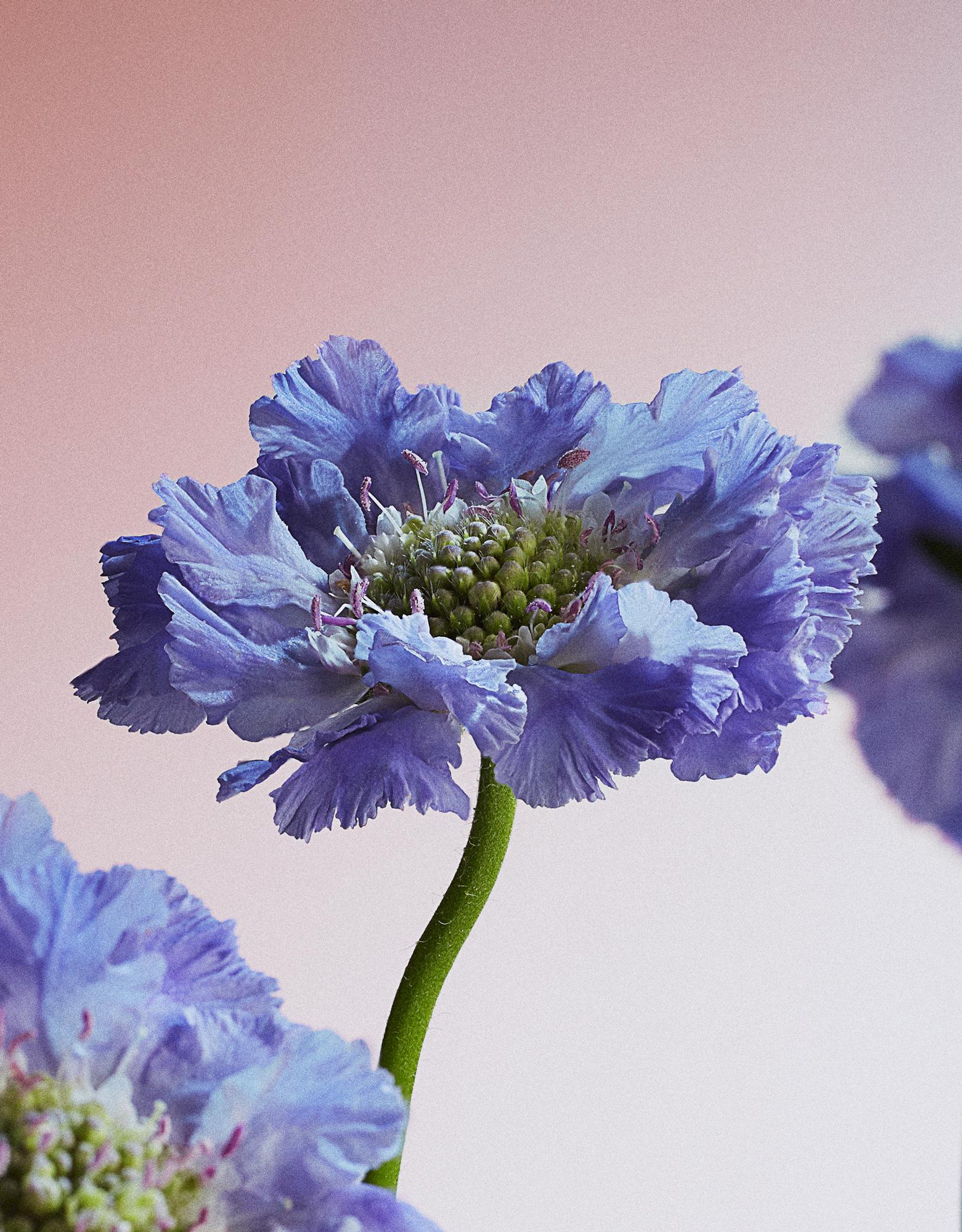A close-up of a blue, ruffled, and delicate flower with a long, green stem.