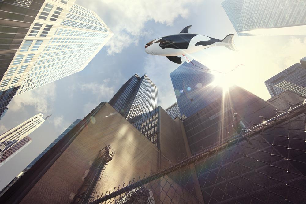 A cityscape with a large orca whale balloon floating above the buildings, with a person on a high-rise building in the background.
