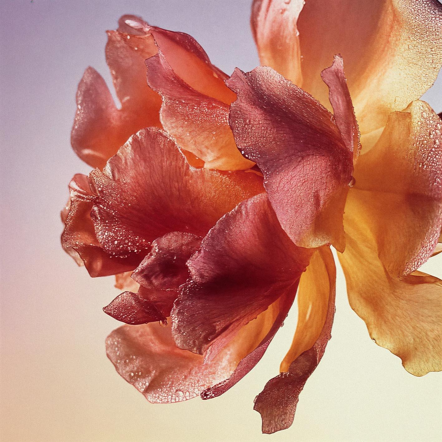A close-up of a delicate, orange-pink rose with water droplets on its petals.