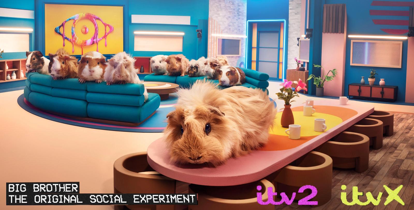 A group of guinea pigs sitting on a couch in a TV studio, with a large screen behind them.