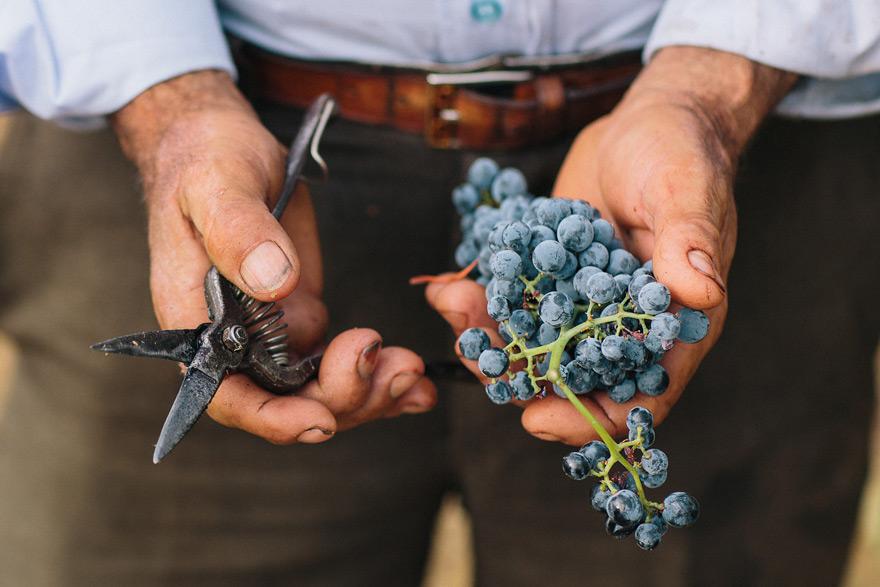 A man is holding a pair of pruning shears and a bunch of freshly picked grapes.