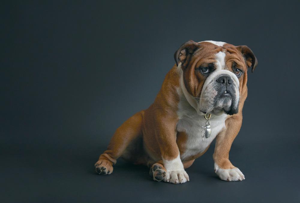 George Logan — Dogs