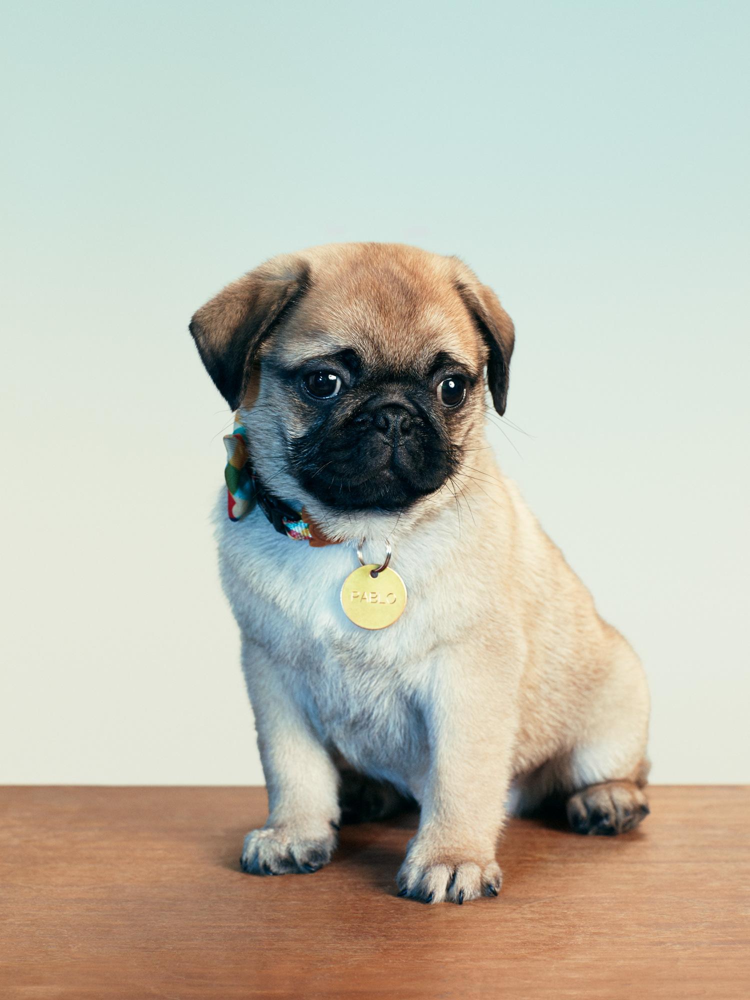 A small, adorable, brown and white puppy with a black nose and floppy ears, wearing a colorful collar with a name tag.