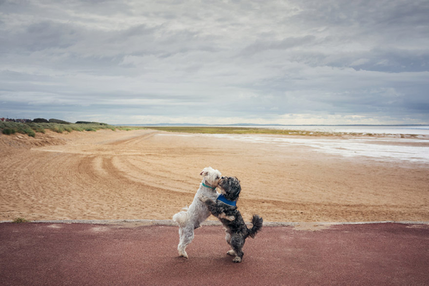 Two dogs hugging on a beach.