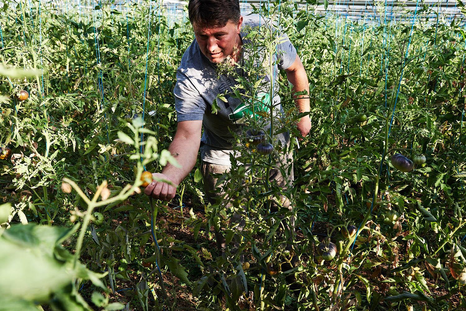 A man in a grey t-shirt and overalls is working in a greenhouse, surrounded by tomato plants.