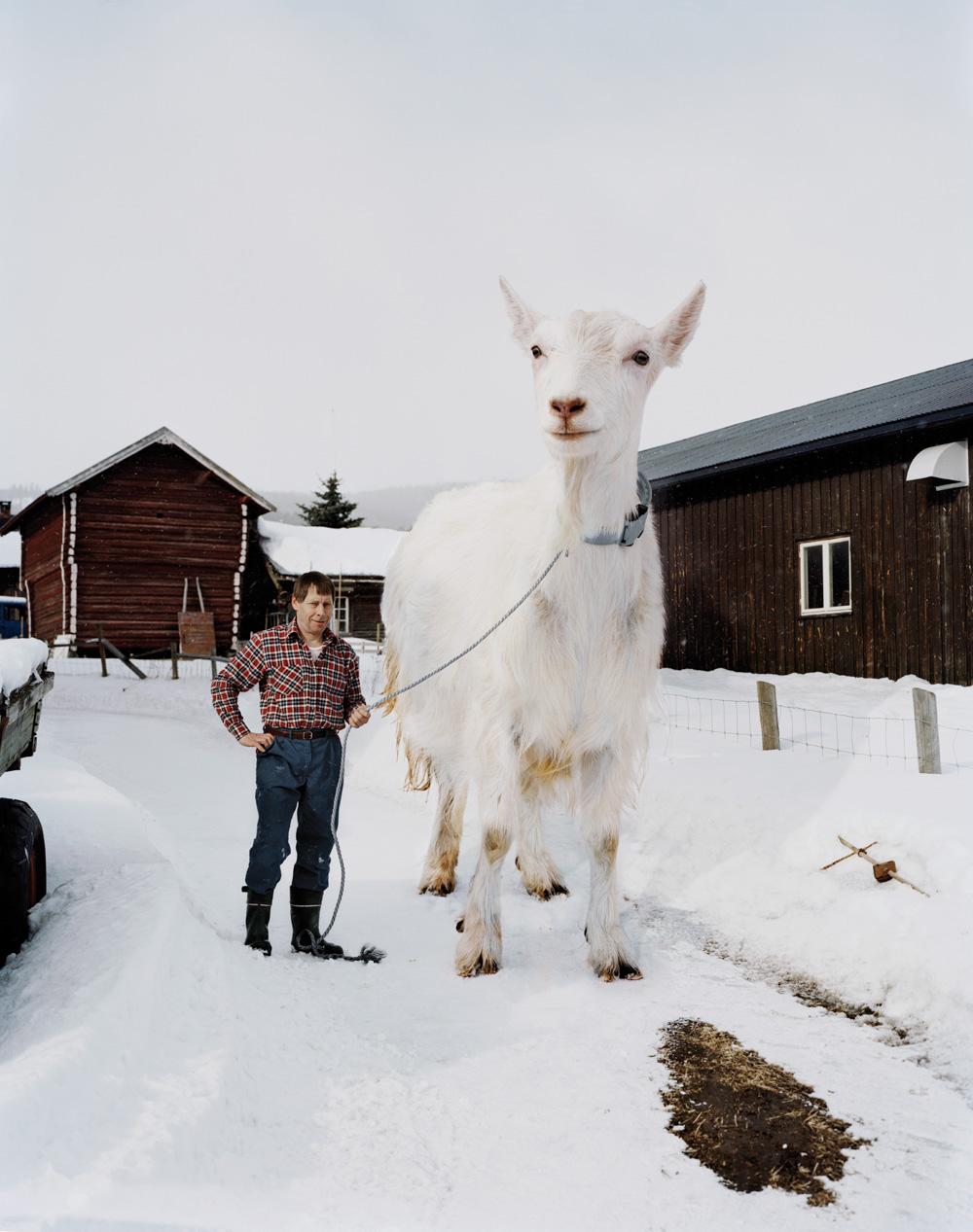 A man in a red and green plaid shirt and blue jeans is standing in a snowy landscape, holding a rope that is attached to a large white goat.