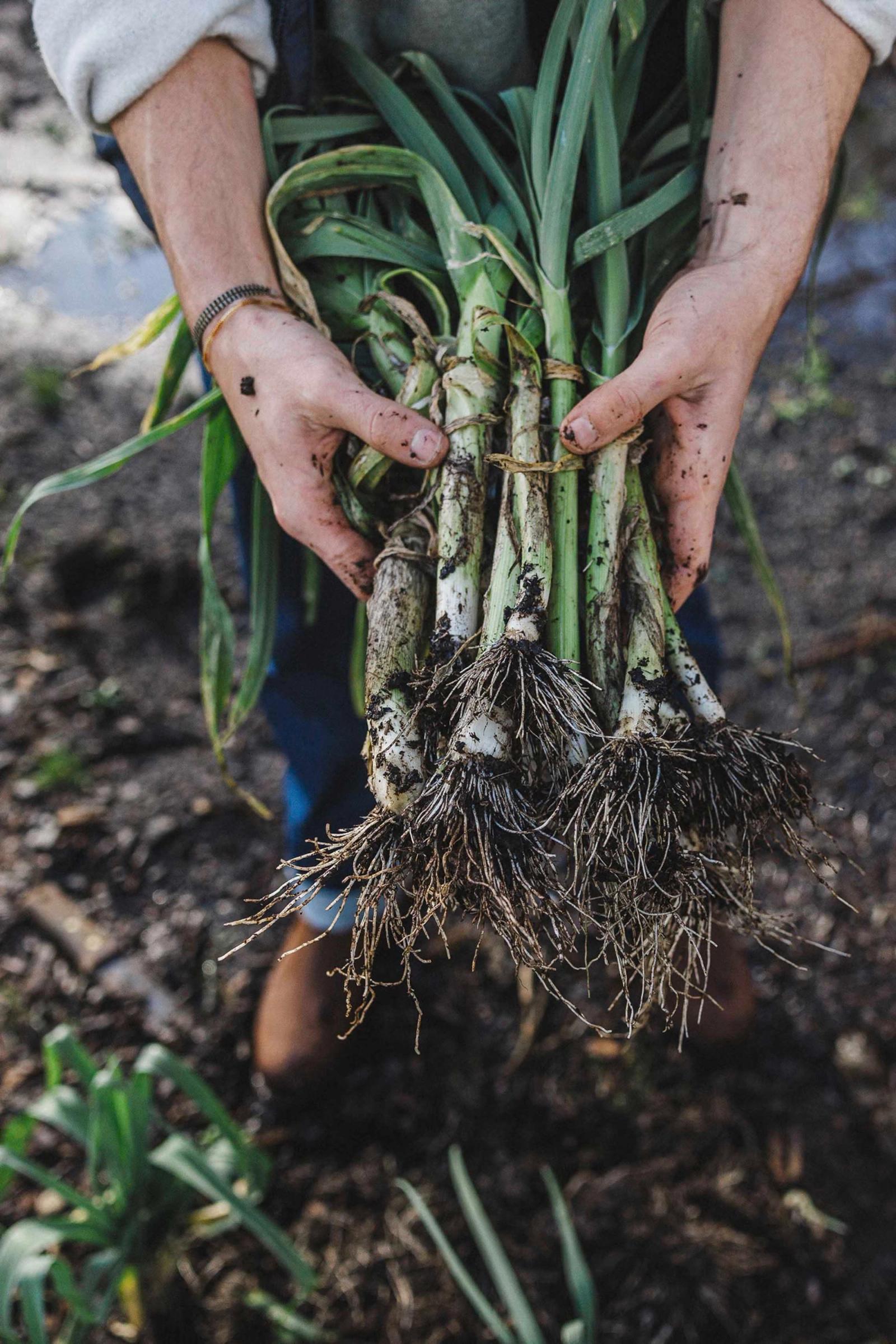 A person is holding a bunch of freshly harvested, muddy, and dirty leeks.