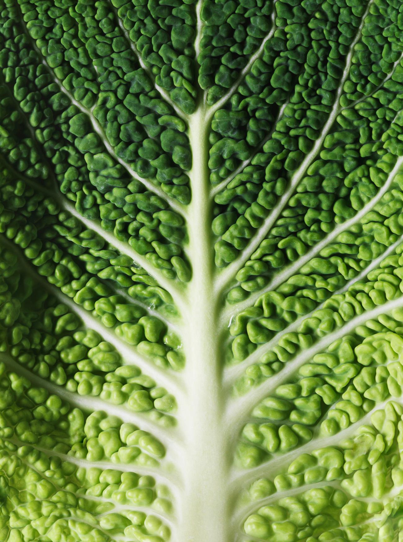 A close-up of a leafy green cabbage head, with its tightly packed, crinkled leaves and central stem.