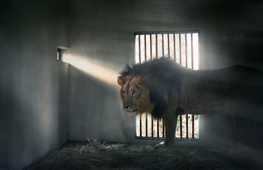 A lion in a dimly lit, abandoned prison cell, with a single spotlight shining on it.