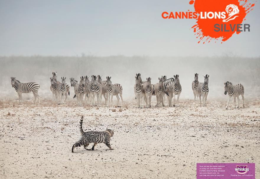 A cat is walking in front of a group of zebras in a desert-like environment.