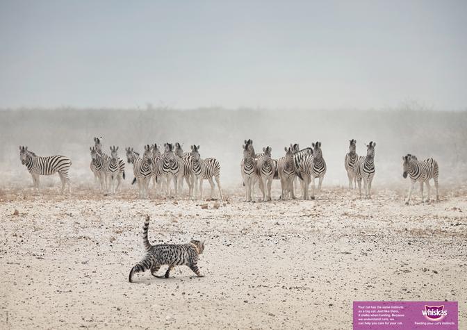 A cat is walking in front of a group of zebras in a desert-like environment.