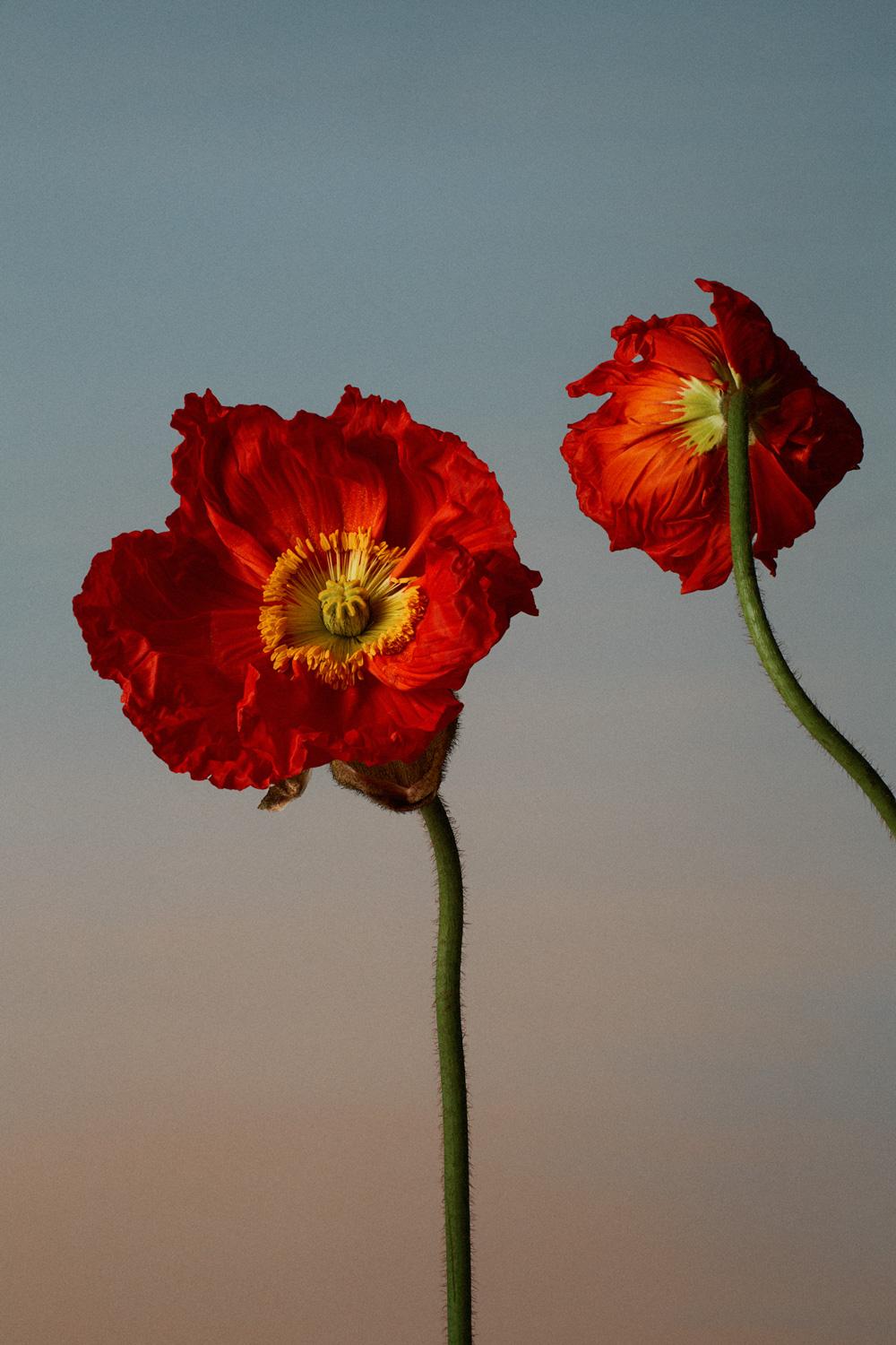 A close-up of two red poppy flowers with yellow centers, against a blue sky background.