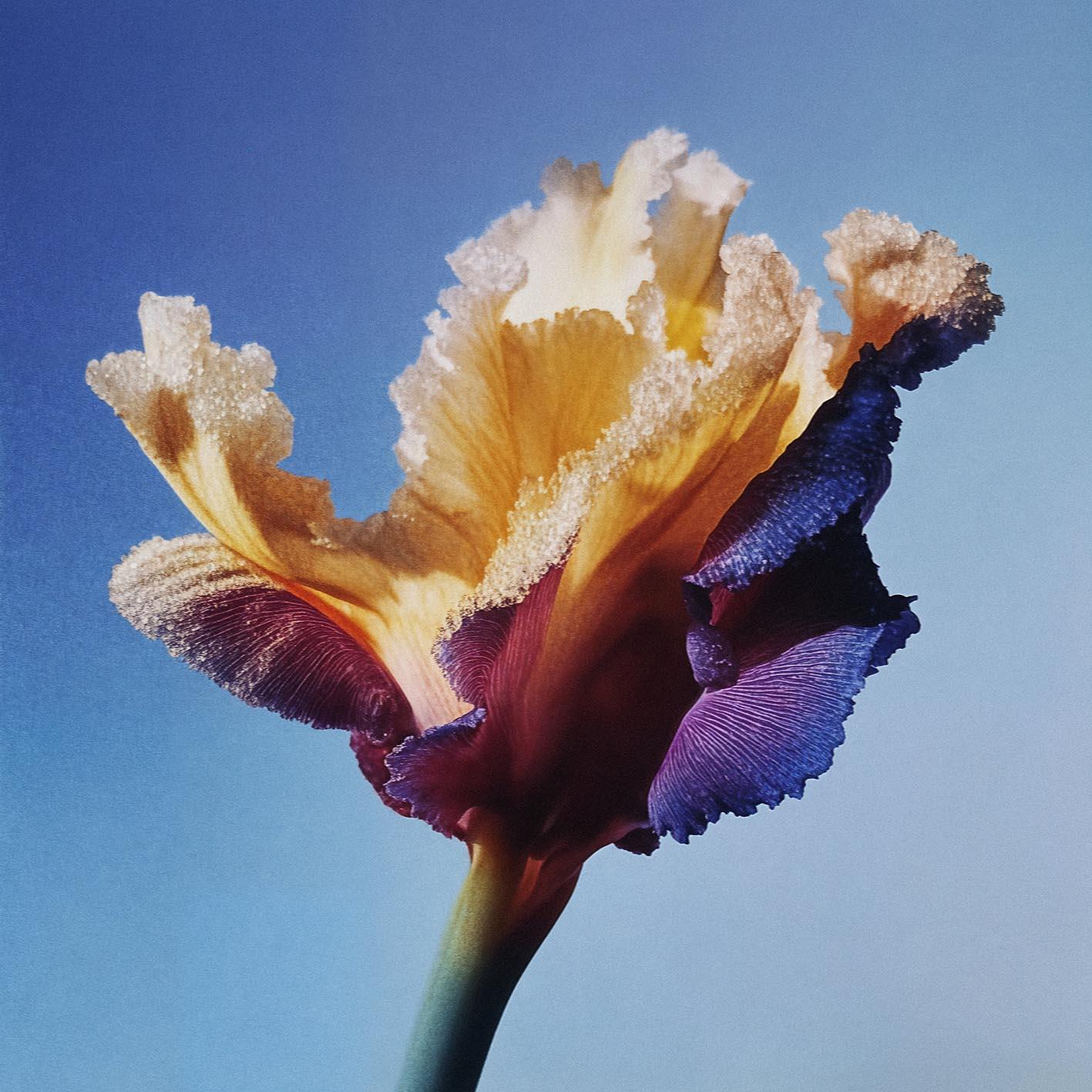 A close-up of a single, delicate, yellow and purple iris flower with intricate, ruffled petals and a long, slender stem.