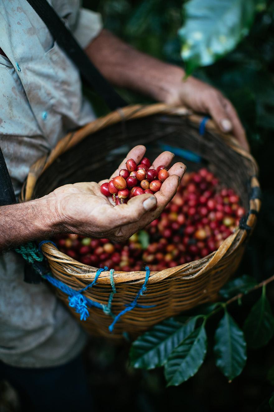 A person holding a basket of coffee cherries in a lush, green environment.