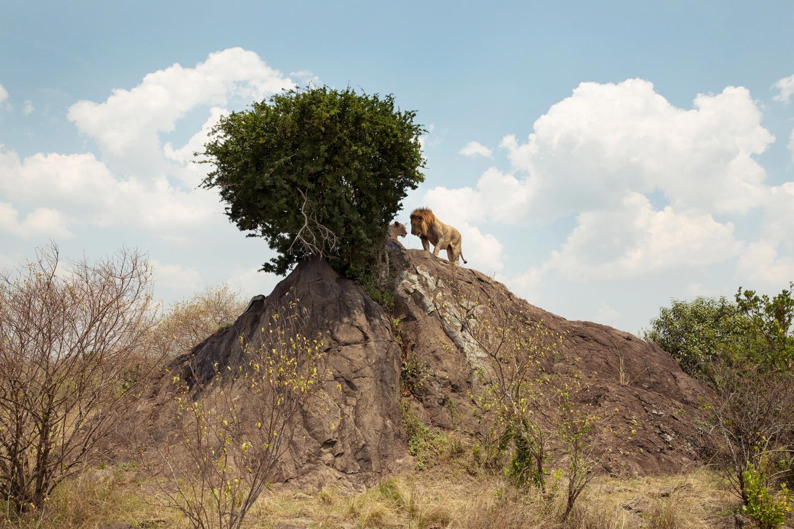 A male lion is standing on a rocky outcropping, looking out over a savannah landscape.